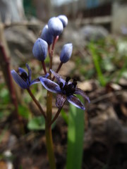 Antherospora scillae