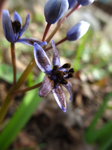 Antherospora scillae