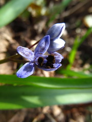 Antherospora scillae