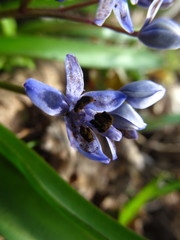 Antherospora scillae