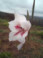 Gladiolus roseovenosus