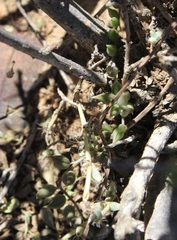 Curio radicans