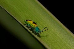 Chalcolampra marmorata