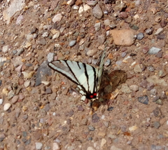 Protographium epidaus