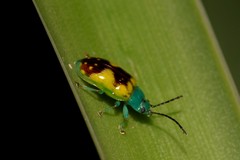 Chalcolampra marmorata