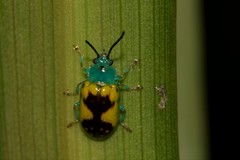 Chalcolampra marmorata