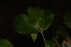 Backhousia leptopetala
