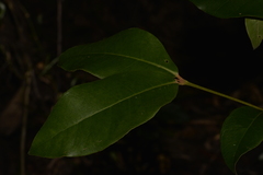 Backhousia leptopetala