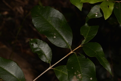 Backhousia leptopetala