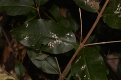 Backhousia leptopetala
