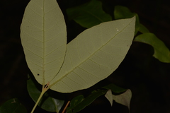 Backhousia leptopetala