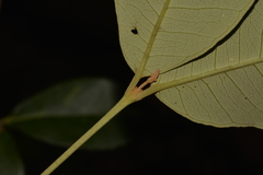Backhousia leptopetala