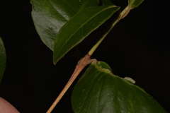 Backhousia leptopetala