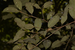 Backhousia leptopetala