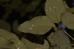 Backhousia leptopetala