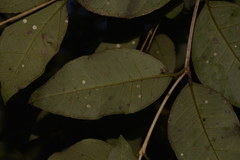 Backhousia leptopetala