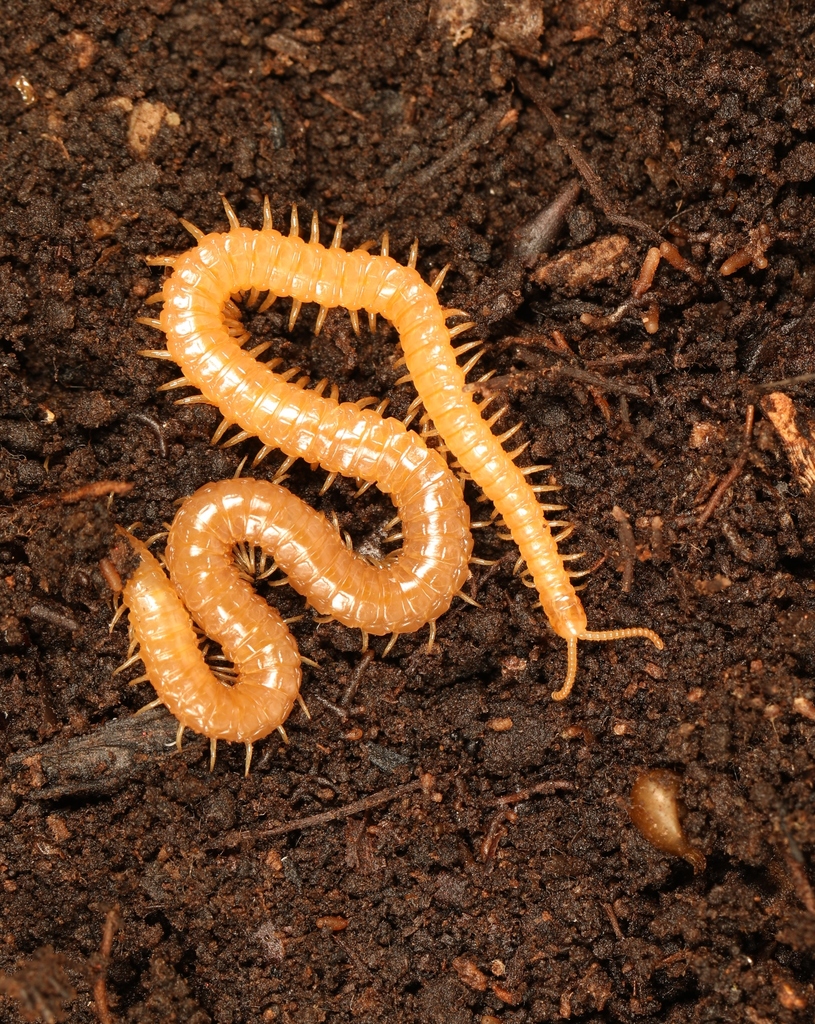 Western Yellow Centipede, photo 1 of 10