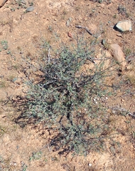 Ocimum burchellianum