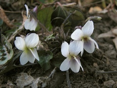 Viola alba alba