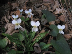 Viola alba alba