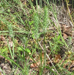 Plantago aristata