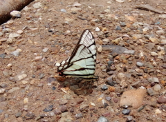 Protographium epidaus