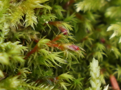 Schistidium papillosum