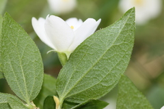Philadelphus hirsutus