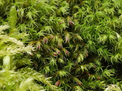 Schistidium papillosum