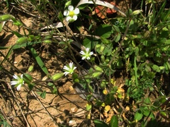 Cerastium tenoreanum