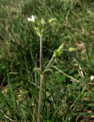 Cerastium tenoreanum