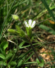 Cerastium tenoreanum