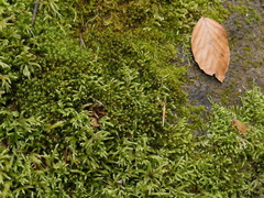 Schistidium papillosum