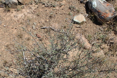 Ocimum burchellianum