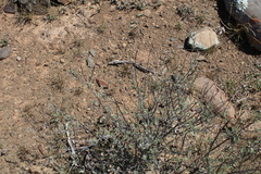 Ocimum burchellianum