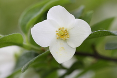 Philadelphus hirsutus