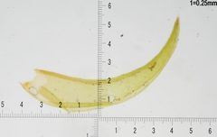 Schistidium papillosum
