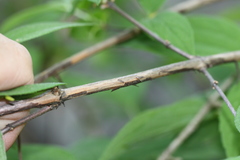 Philadelphus hirsutus