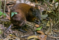 Hypsiprymnodon moschatus