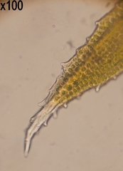 Schistidium papillosum