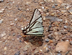 Protographium epidaus
