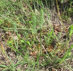 Plantago aristata