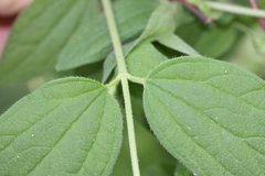 Philadelphus hirsutus
