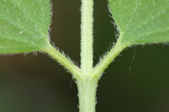 Philadelphus hirsutus