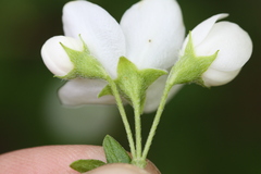 Philadelphus hirsutus