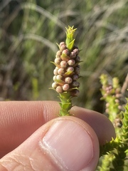 Melaleuca uxorum