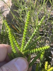 Melaleuca uxorum