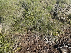 Melaleuca uxorum