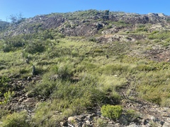 Melaleuca uxorum