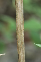 Philadelphus hirsutus